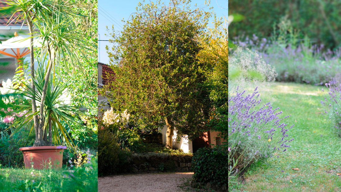 Dracaenen umgrenzen auch den Hof / Bestimmt Hof und Haus: ein fast 100 jähriger Ildx / Die kleine Rasenfläche wird mit Lavendel gesäumt