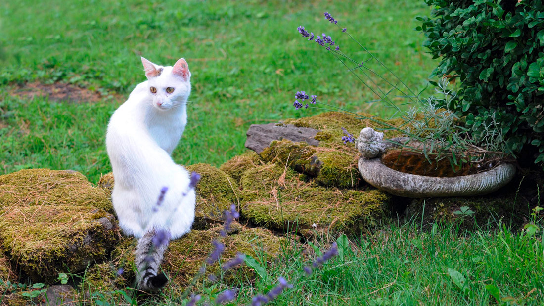Für die Hauskatze Flocke ist der Garten eine wahres Paradies zum Jagen und Entdecken.
